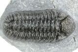Adrisiops Weugi Trilobite - Recently Described Phacopid #216591-1